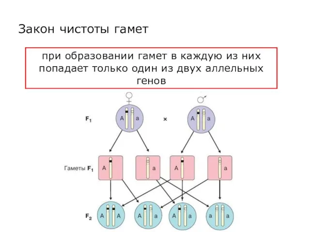 Закон чистоты гамет при образовании гамет в каждую из них попадает