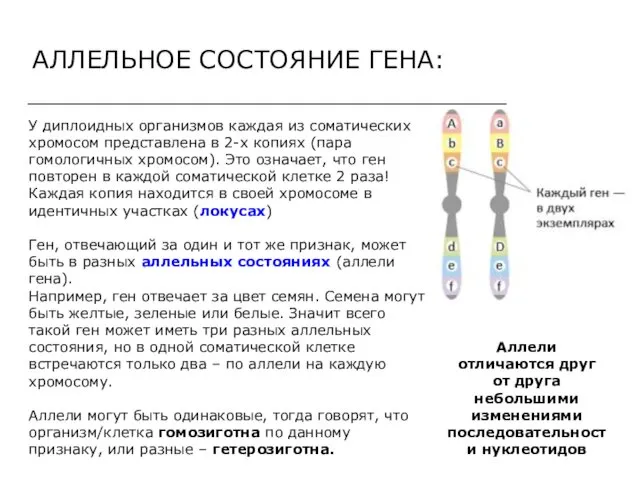 АЛЛЕЛЬНОЕ СОСТОЯНИЕ ГЕНА: У диплоидных организмов каждая из соматических хромосом представлена