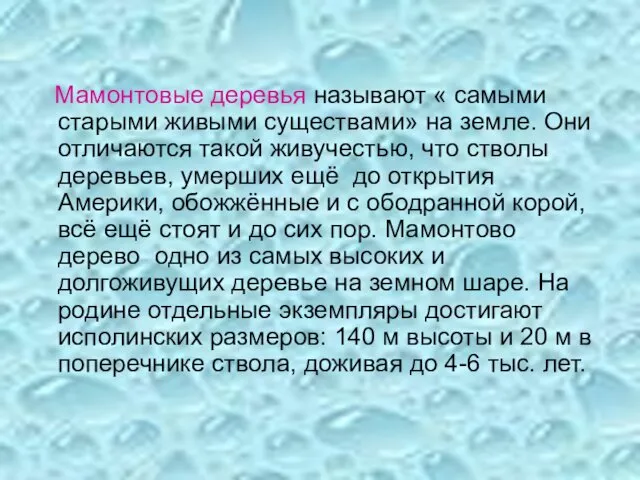 Мамонтовые деревья называют « самыми старыми живыми существами» на земле. Они