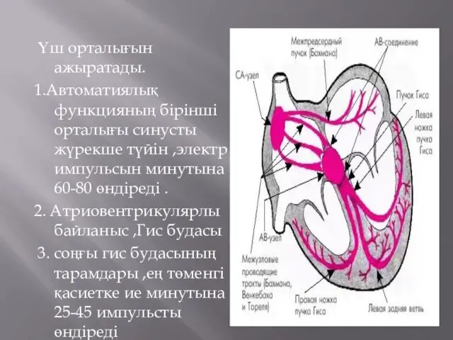 Үш орталығын ажыратады. 1.Автоматиялық функцияның бірінші орталығы синусты жүрекше түйін ,электр