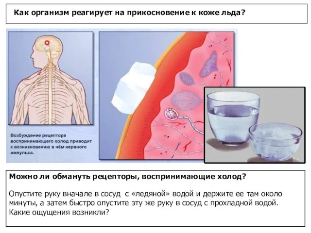 Как организм реагирует на прикосновение к коже льда? Можно ли обмануть