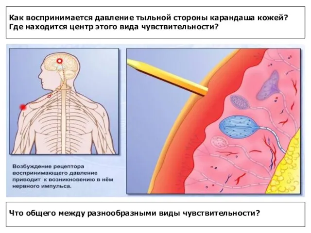 Как воспринимается давление тыльной стороны карандаша кожей? Где находится центр этого