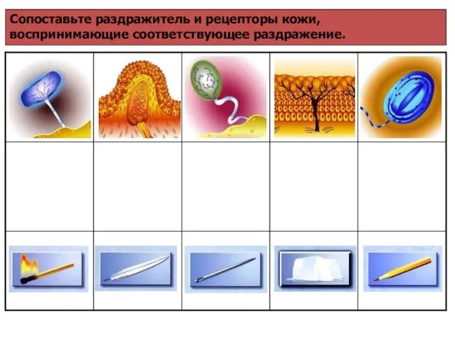 Сопоставьте раздражитель и рецепторы кожи, воспринимающие соответствующее раздражение.