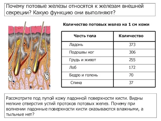 Почему потовые железы относятся к железам внешней секреции? Какую функцию они