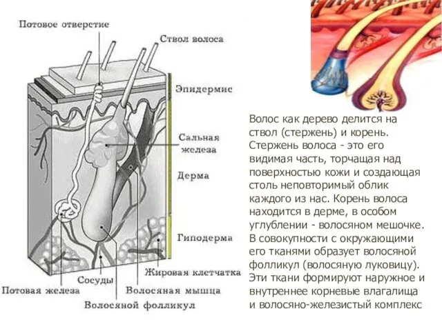 Волос как дерево делится на ствол (стержень) и корень. Стержень волоса