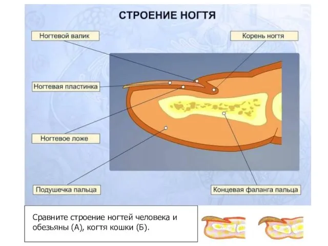 А Б Сравните строение ногтей человека и обезьяны (А), когтя кошки (Б).