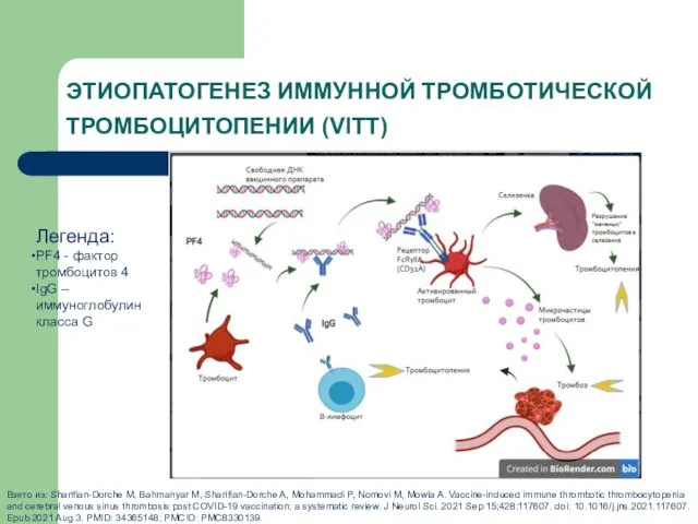 ЭТИОПАТОГЕНЕЗ ИММУННОЙ ТРОМБОТИЧЕСКОЙ ТРОМБОЦИТОПЕНИИ (VITT) Легенда: PF4 - фактор тромбоцитов 4