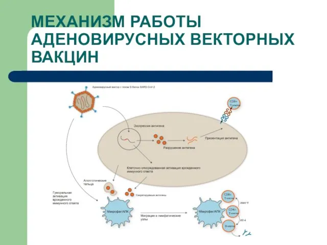 МЕХАНИЗМ РАБОТЫ АДЕНОВИРУСНЫХ ВЕКТОРНЫХ ВАКЦИН