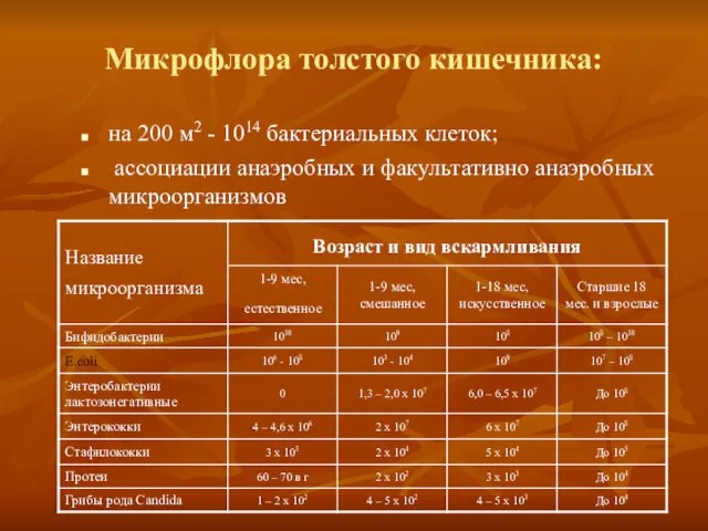 Микрофлора толстого кишечника: на 200 м2 - 1014 бактериальных клеток; ассоциации анаэробных и факультативно анаэробных микроорганизмов