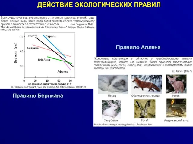 ДЕЙСТВИЕ ЭКОЛОГИЧЕСКИХ ПРАВИЛ Правило Бергмана Правило Аллена