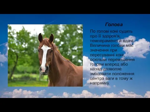 Голова По голові коні судять про її здоров'я, темпераменті й вдачі.