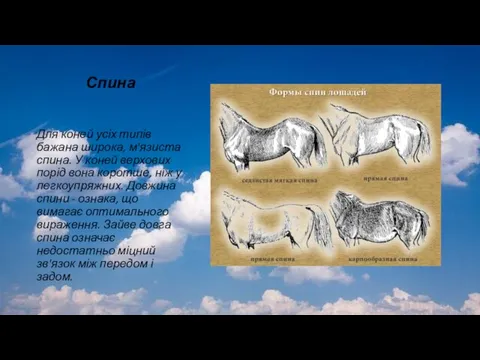 Спина Для коней усіх типів бажана широка, м'язиста спина. У коней