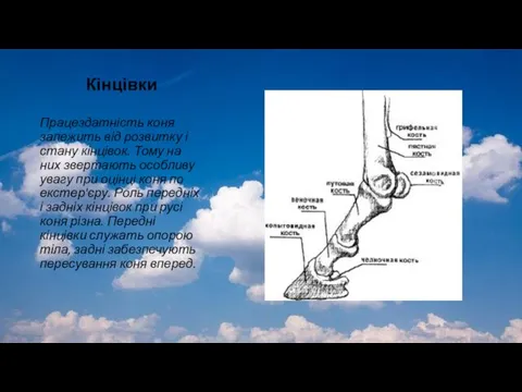 Кінцівки Працездатність коня залежить від розвитку і стану кінцівок. Тому на