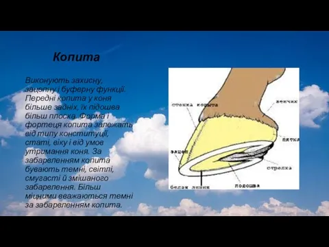 Копита Виконують захисну, зацепну і буферну функції. Передні копита у коня