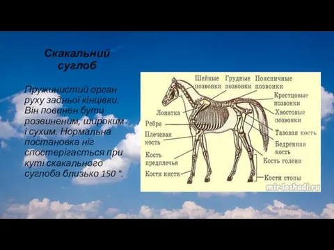 Скакальний суглоб Пружинистий орган руху задньої кінцівки. Він повинен бути розвиненим,