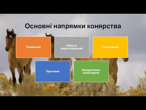 Основні напрямки конярства Племінний Робочо-користувальний Спортивний Призовий Продуктивно-прикладний