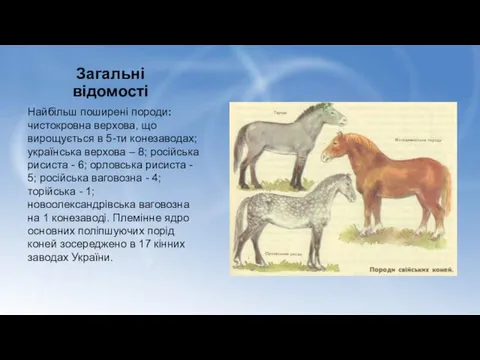 Загальні відомості Найбільш поширені породи: чистокровна верхова, що вирощується в 5-ти