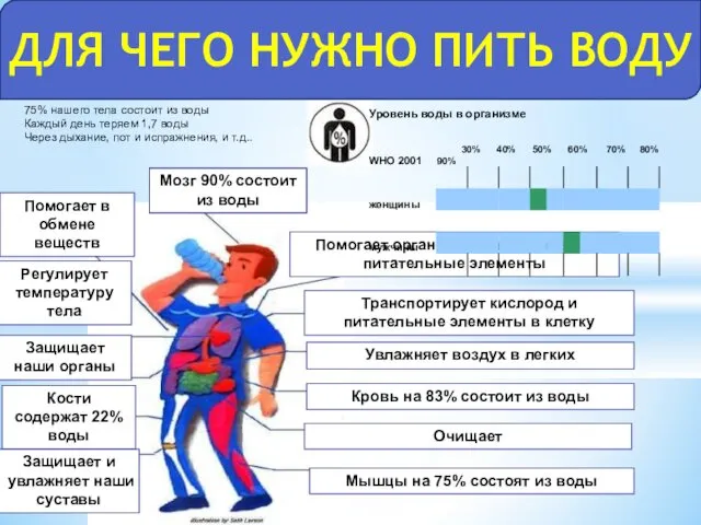 Мозг 90% состоит из воды Транспортирует кислород и питательные элементы в