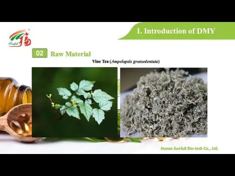 I. Introduction of DMY Raw Material 02 Vine Tea (Ampelopsis grossedentata)