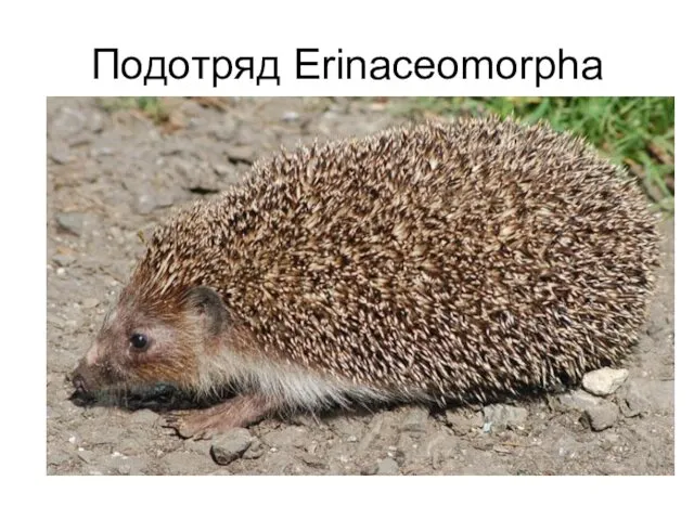 Подотряд Erinaceomorpha