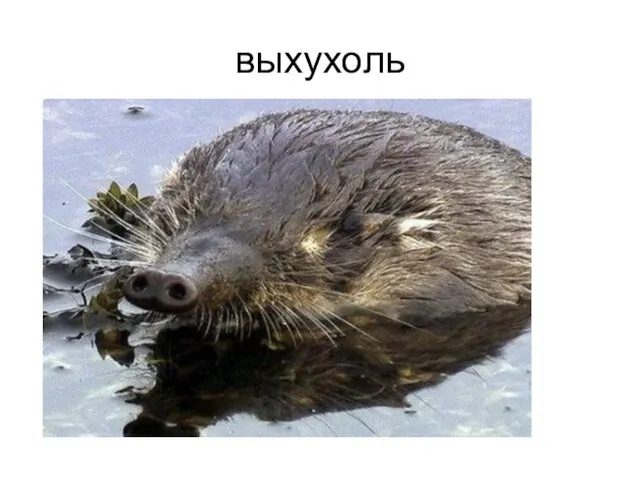 выхухоль