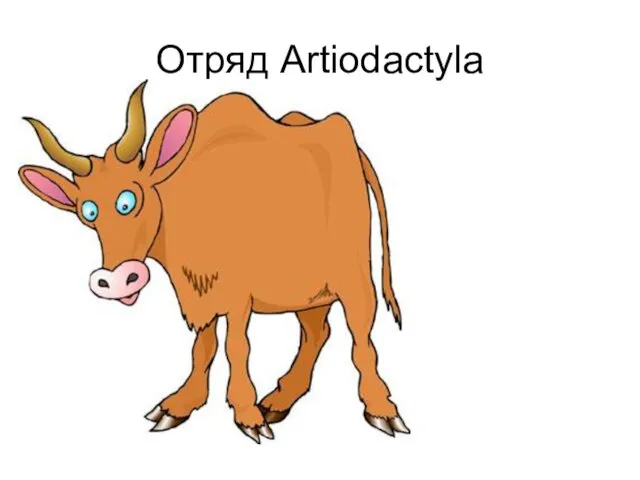 Отряд Artiodactyla