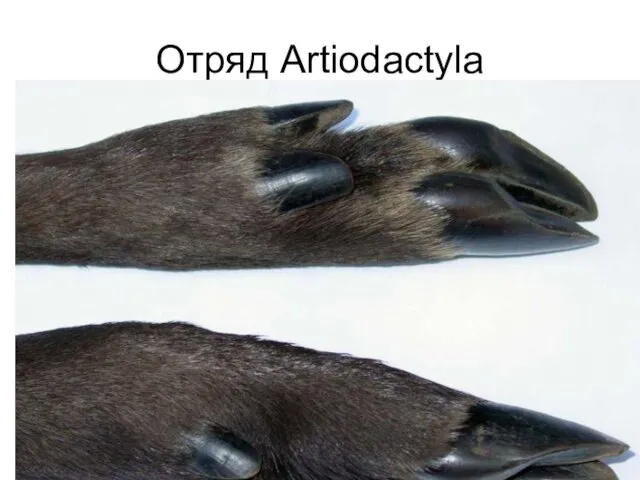 Отряд Artiodactyla