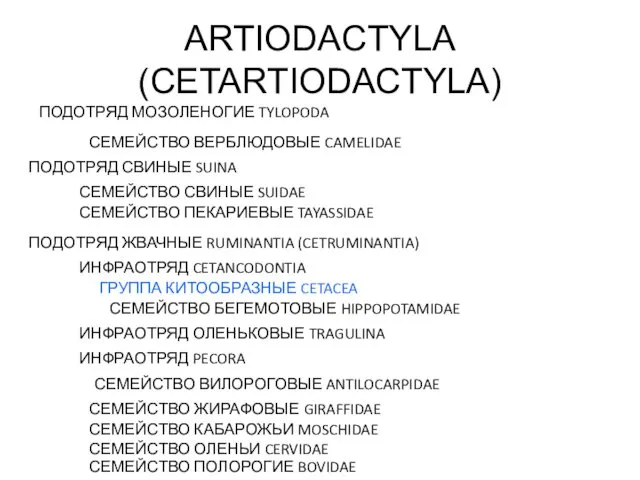 ARTIODACTYLA (CETARTIODACTYLA) ПОДОТРЯД МОЗОЛЕНОГИЕ TYLOPODA СЕМЕЙСТВО ВЕРБЛЮДОВЫЕ CAMELIDAE ПОДОТРЯД СВИНЫЕ SUINA