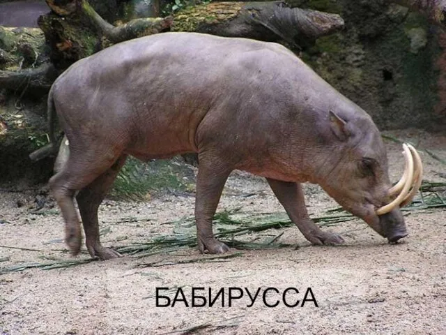 БАБИРУССА