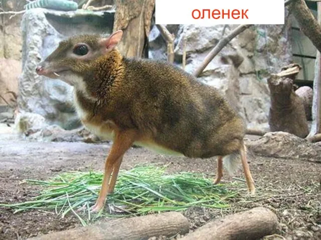 оленек