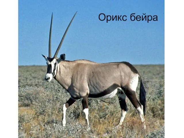 Орикс бейра