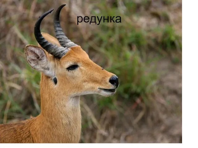 редунка