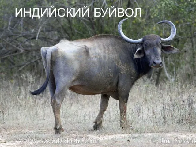 ИНДИЙСКИЙ БУЙВОЛ