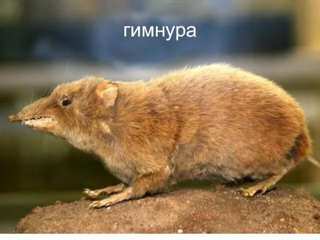 гимнура