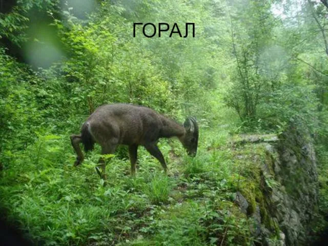 ГОРАЛ