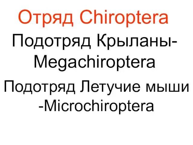 Отряд Chiroptera Подотряд Крыланы- Megachiroptera Подотряд Летучие мыши -Microchiroptera