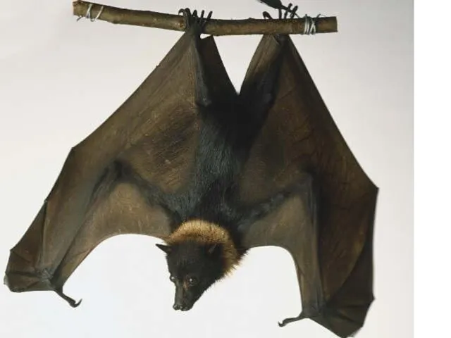 Отряд Chiroptera