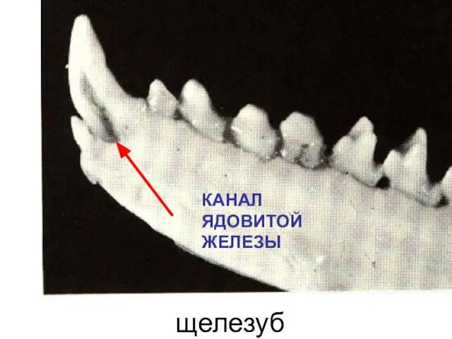щелезуб КАНАЛ ЯДОВИТОЙ ЖЕЛЕЗЫ