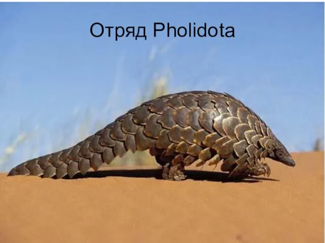 Отряд Pholidota