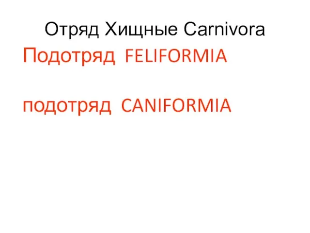 Отряд Хищные Carnivora Подотряд FELIFORMIA подотряд CANIFORMIA