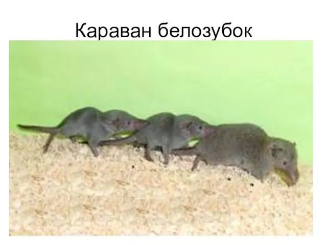 Караван белозубок