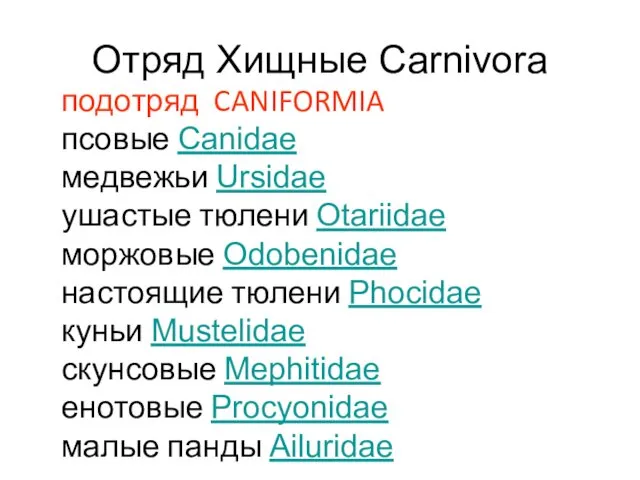 Отряд Хищные Carnivora подотряд CANIFORMIA псовые Canidae медвежьи Ursidae ушастые тюлени