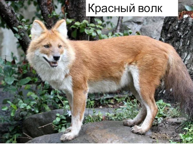 Красный волк