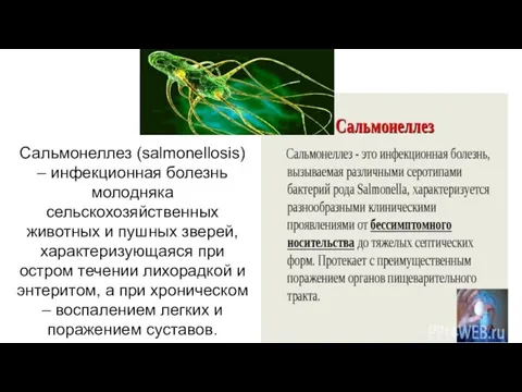 Сальмонеллез (salmonellosis) – инфекционная болезнь молодняка сельскохозяйственных животных и пушных зверей,