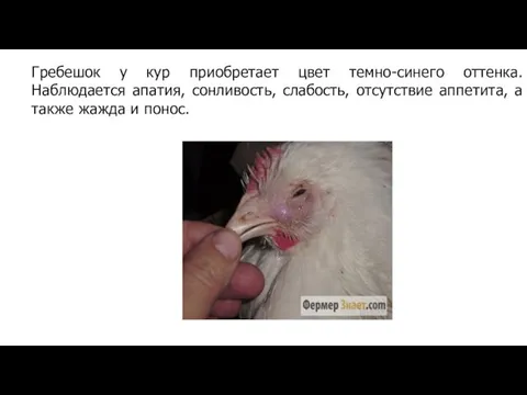 Гребешок у кур приобретает цвет темно-синего оттенка. Наблюдается апатия, сонливость, слабость,