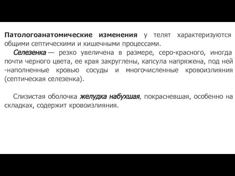 Патологоанатомические изменения у телят характеризуются общими септическими и кишечными процессами. Селезенка