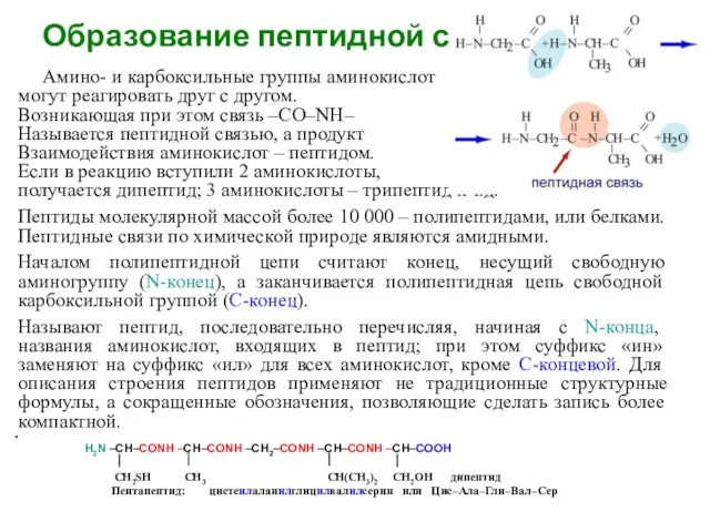 Образование пептидной связи Амино- и карбоксильные группы аминокислот могут реагировать друг