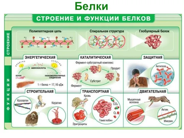 Белки