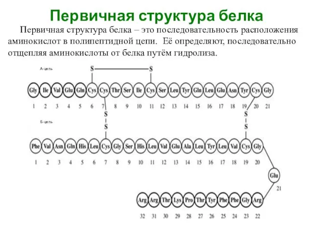 Первичная структура белка Первичная структура белка – это последовательность расположения аминокислот