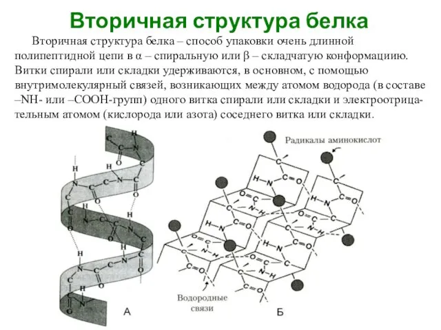 Вторичная структура белка Вторичная структура белка – способ упаковки очень длинной